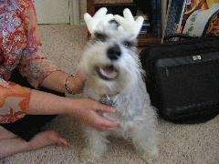 Xmas2006 - IMG_2180.jpg